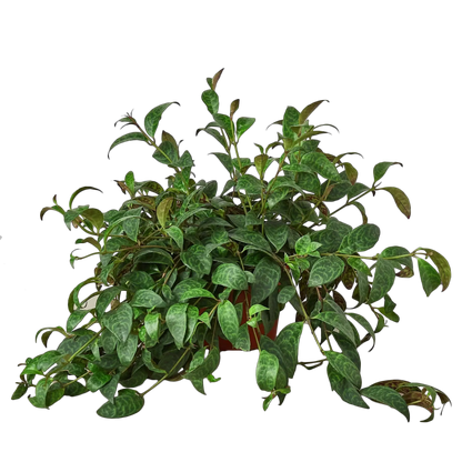Lipstick Plant for Indoor Gardens with Blooms