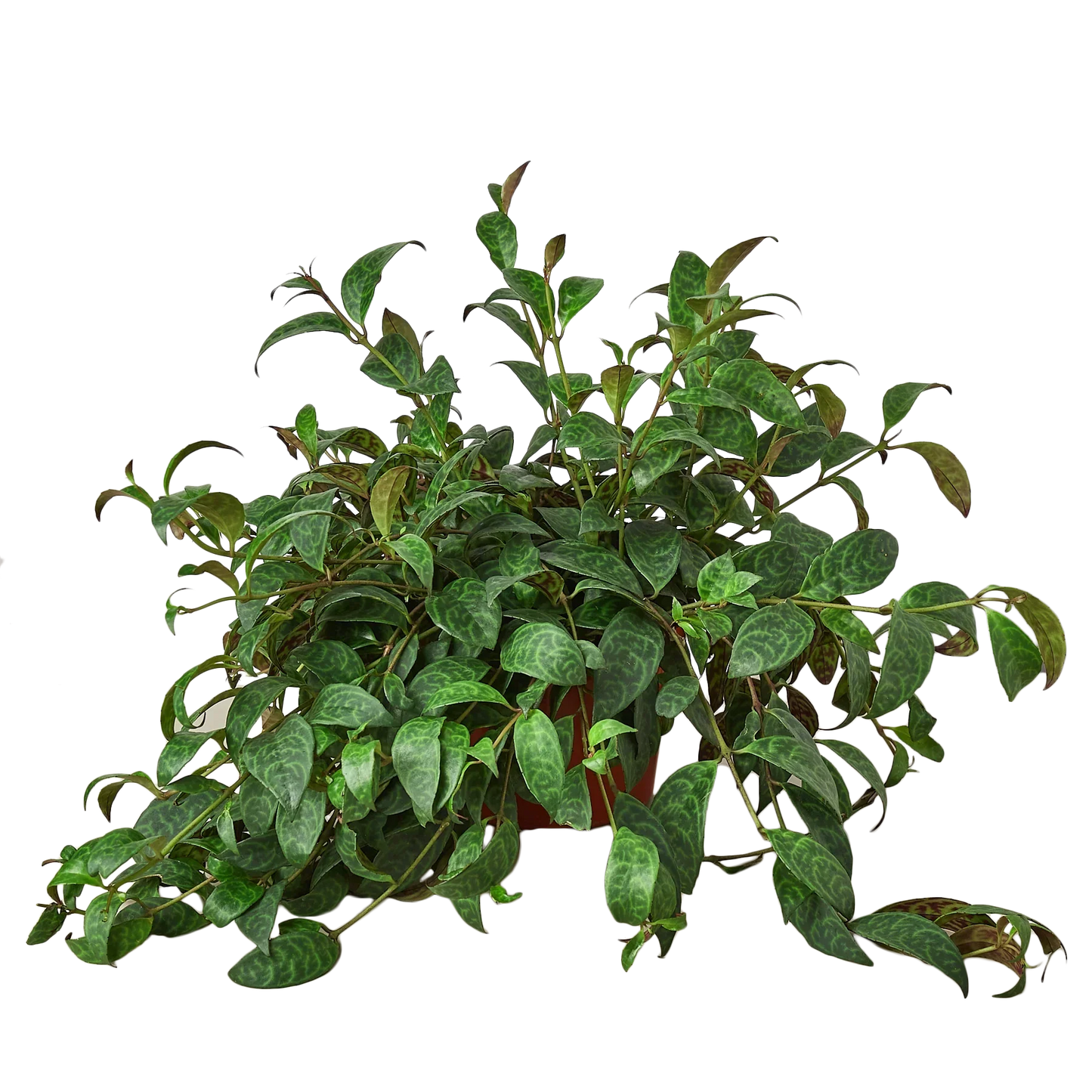 Lipstick Plant 4-inch potted plant with green oval leaves by Rooted Treasures Farms on Tampa Home & Garden Store
