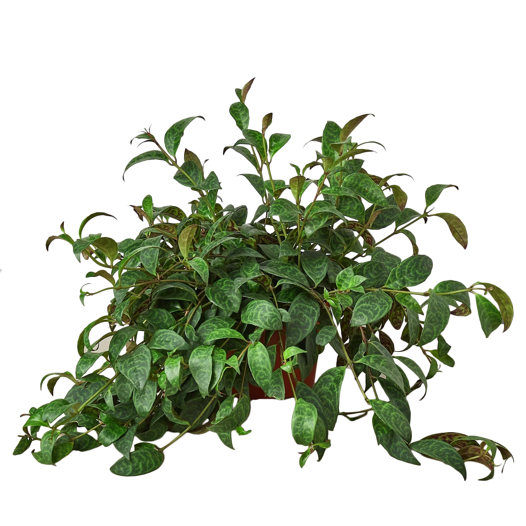 Lipstick Plant 4-inch potted plant with green oval leaves by Rooted Treasures Farms on Tampa Home & Garden Store