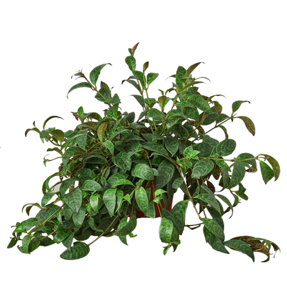 Lipstick Plant 4-inch potted plant with green oval leaves by Rooted Treasures Farms on Tampa Home & Garden Store