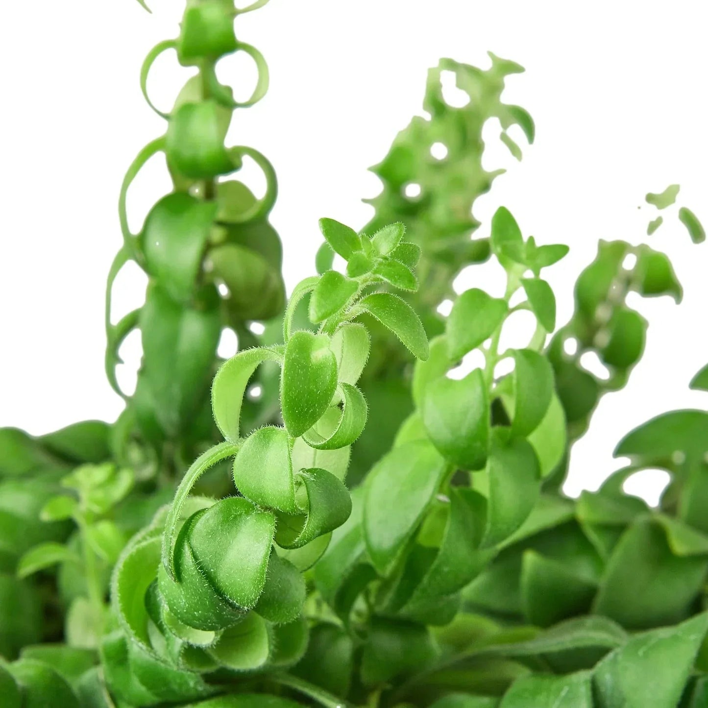 Curly Lipstick Plant, green fuzzy-edged leaves, indoor potted houseplant by House Plant Shop on Tampa Home & Garden Store
