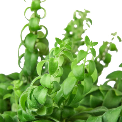 Curly Lipstick Plant, green fuzzy-edged leaves, indoor potted houseplant by House Plant Shop on Tampa Home & Garden Store