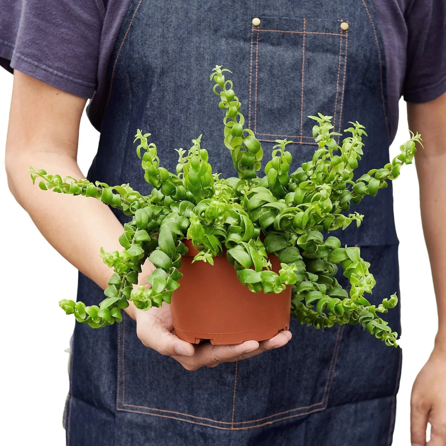 Curly Lipstick Plant in a terracotta pot with compact curling green leaves on Tampa Home & Garden Store