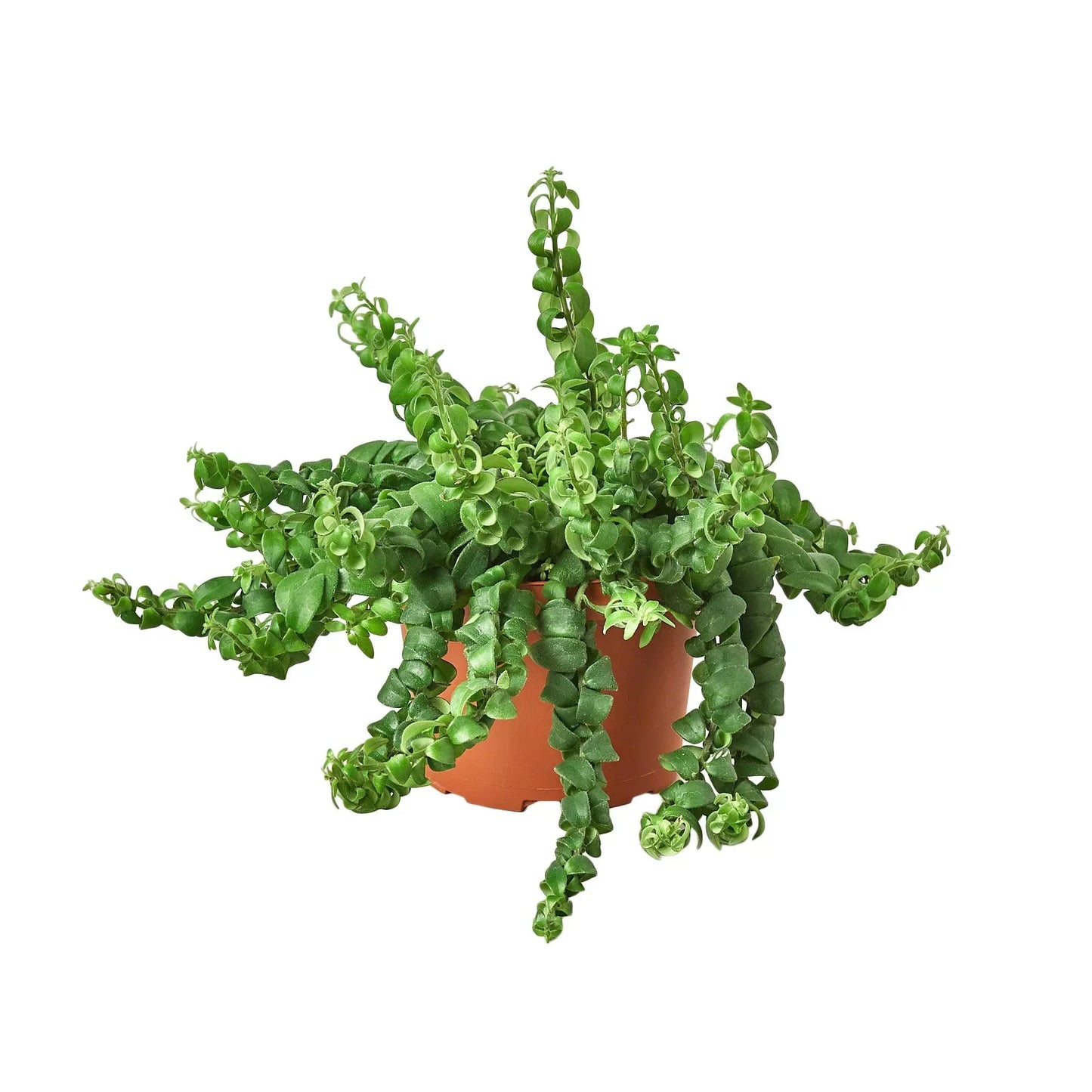 Curly Lipstick Plant indoor plant trailing green leaves in terracotta pot Rooted Treasures Farms on Tampa Home & Garden Store