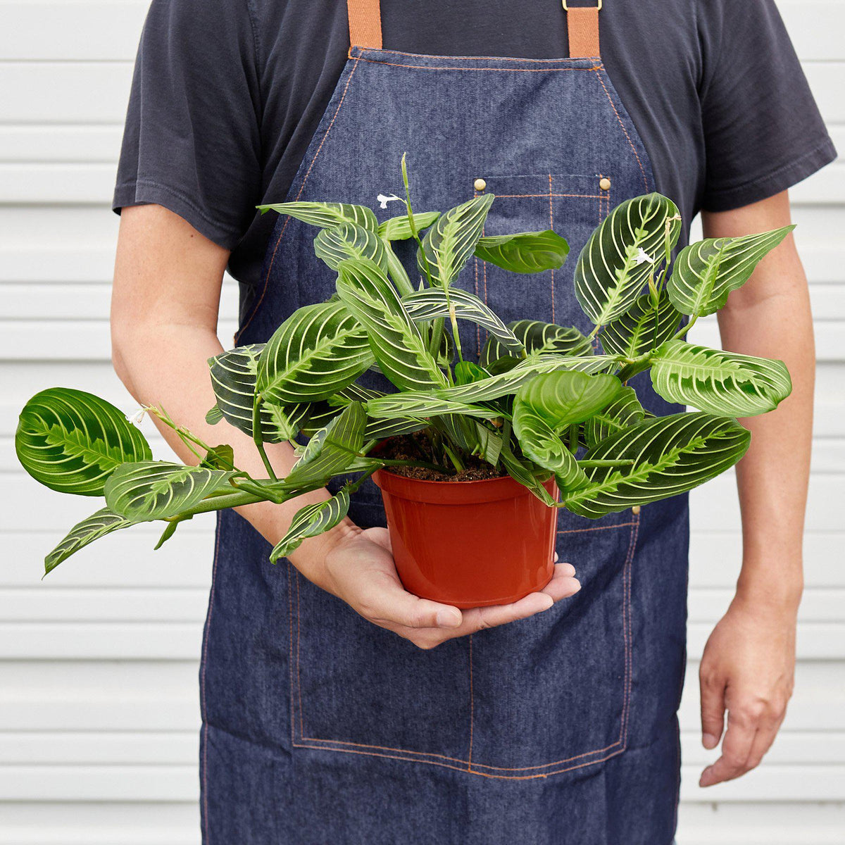 Maranta Lemon Lime indoor plant with variegated green leaves and white veins in an orange pot on Tampa Home & Garden Store