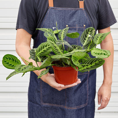 Maranta Lemon Lime indoor plant with variegated green leaves and white veins in an orange pot on Tampa Home & Garden Store