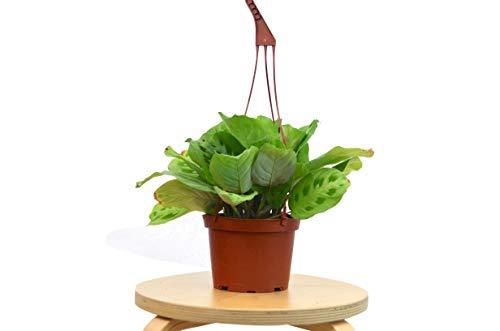 Maranta Leuconeura 4-inch plant in brown plastic pot with hanging cord Rooted Treasures Farms on Tampa Home & Garden Store