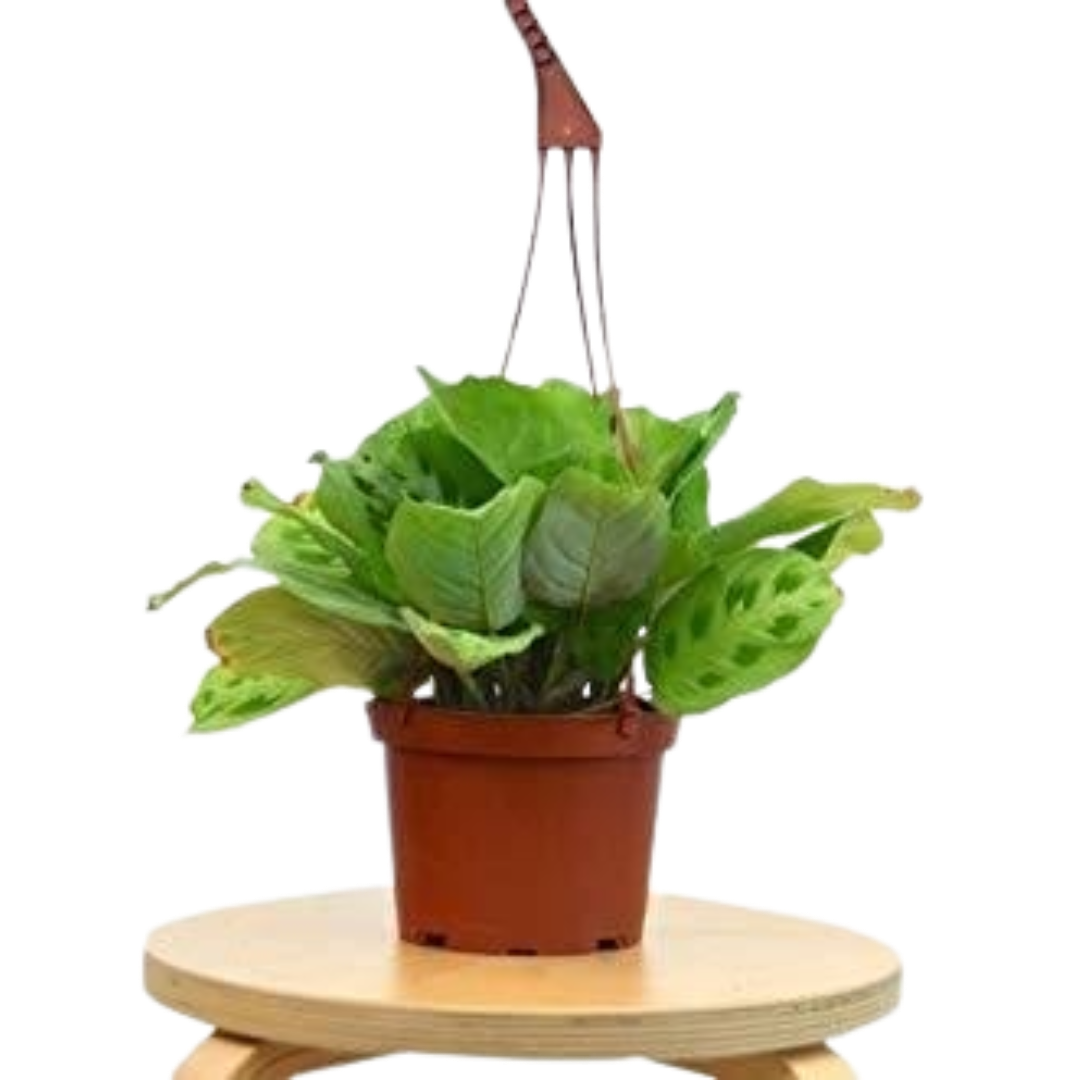 Maranta Leuconeura plant in a 4-inch nursery pot, green variegated leaves, hanging planter on Tampa Home & Garden Store