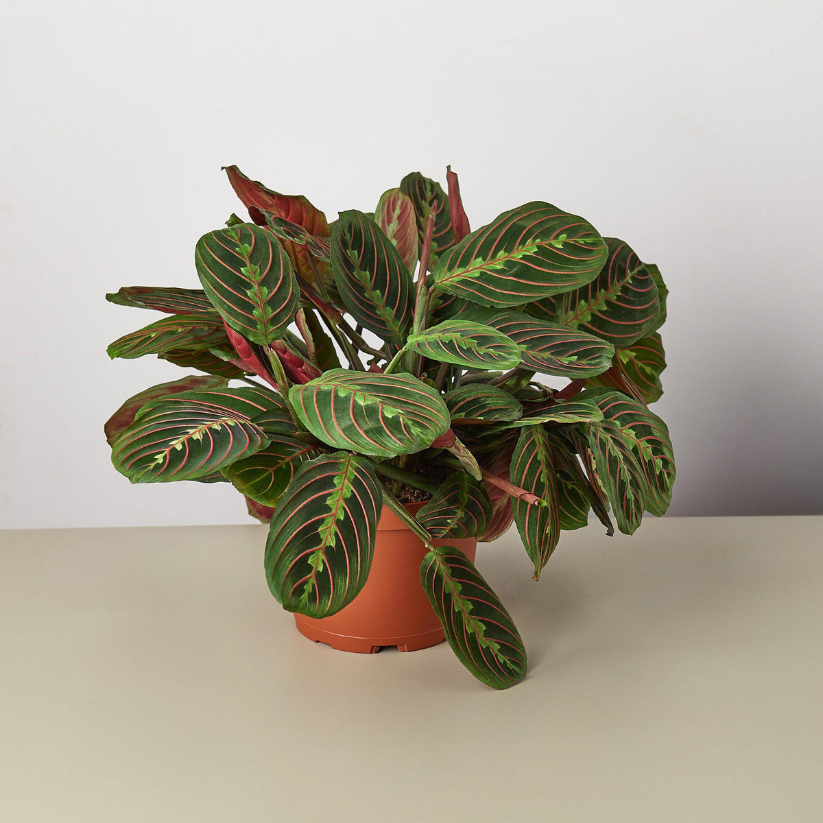 Maranta Red Prayer indoor plant in terracotta pot with green leaves and pink-red veins on Tampa Home & Garden Store