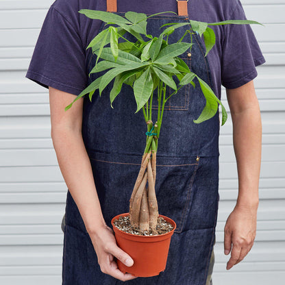 Money Tree Pachira braid plant with braided trunks and green leaves in a terracotta pot on Tampa Home & Garden Store