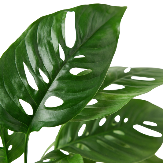 Monstera Adansonii Swiss Cheese | Easy Care Vining Plant | House Plant Shop