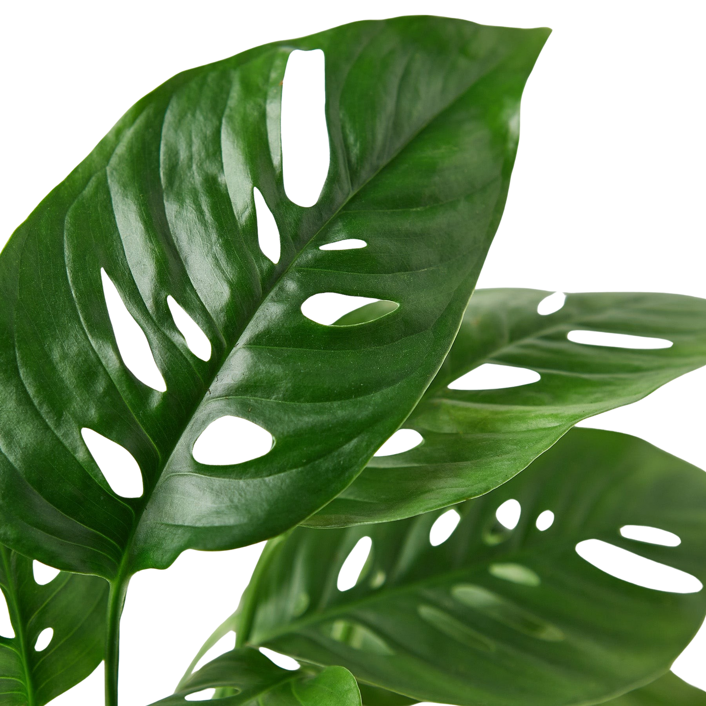 Monstera Adansonii Swiss Cheese plant leaf; deep green fenestrations Rooted Treasures Farms plant on Tampa Home & Garden Store