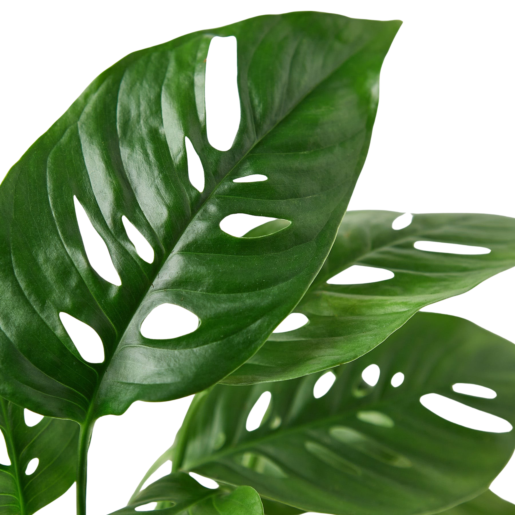 Monstera Adansonii Swiss Cheese plant leaf; deep green fenestrations Rooted Treasures Farms plant on Tampa Home & Garden Store