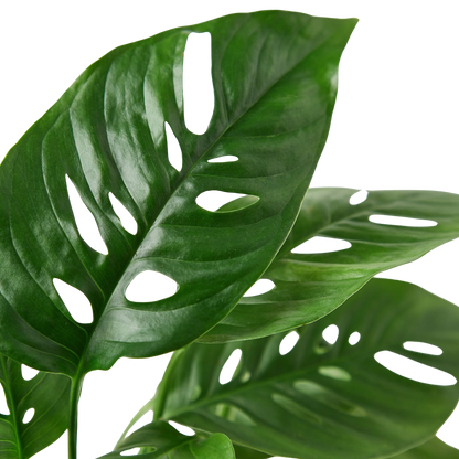 Monstera Adansonii Swiss Cheese plant leaf; deep green fenestrations Rooted Treasures Farms plant on Tampa Home & Garden Store