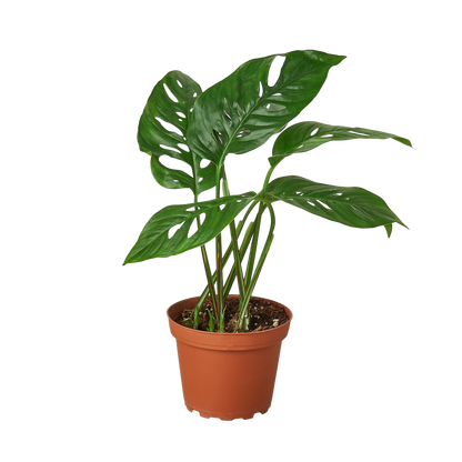Monstera Adansonii Swiss Cheese plant in a 4-inch nursery pot with fenestrated leaves on Tampa Home & Garden Store