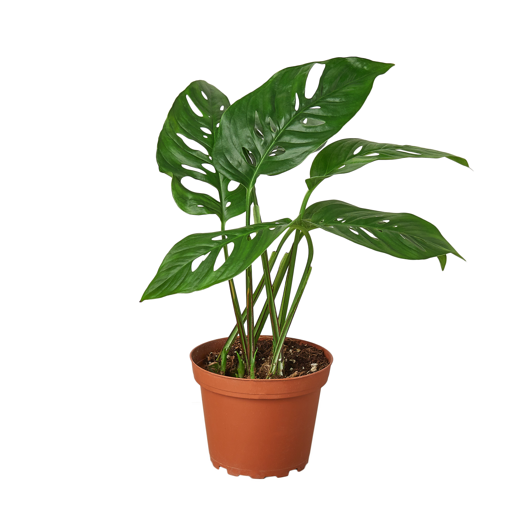 Monstera Adansonii Swiss Cheese plant in 6-inch nursery pot with glossy fenestrated leaves on Tampa Home & Garden Store