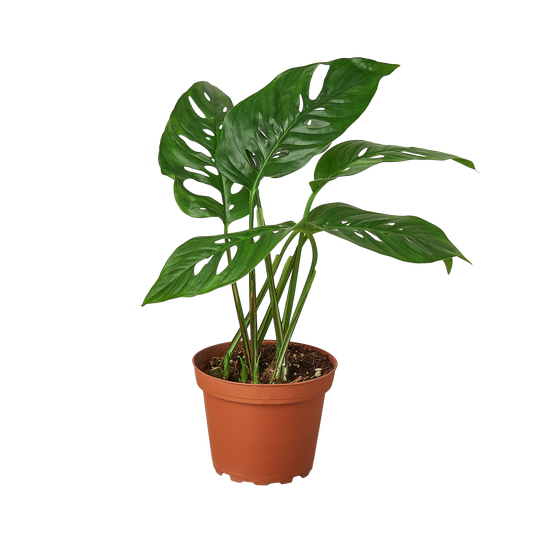 Monstera Adansonii Swiss Cheese plant in 6-inch nursery pot with glossy fenestrated leaves on Tampa Home & Garden Store