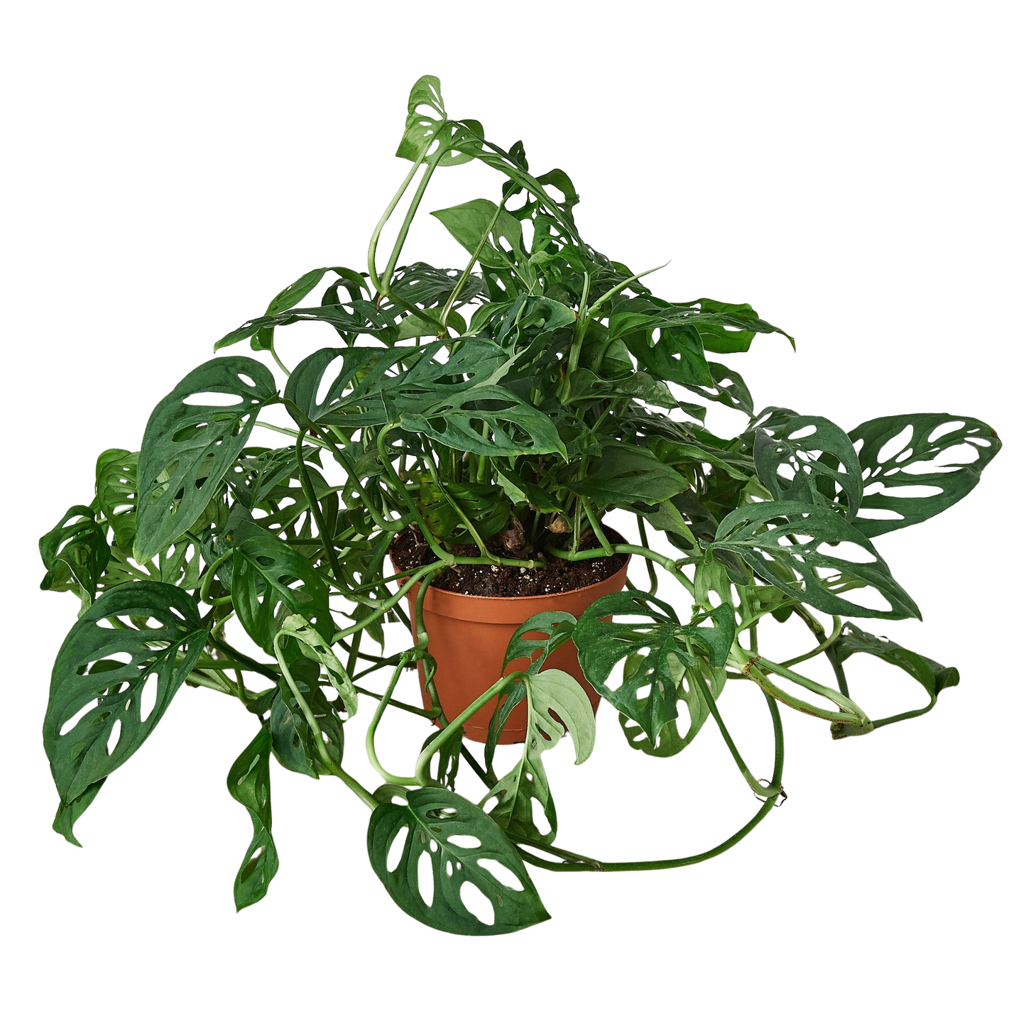 Monstera Adansonii Swiss Cheese indoor plant in terracotta pot with fenestrated leaves on Tampa Home & Garden Store