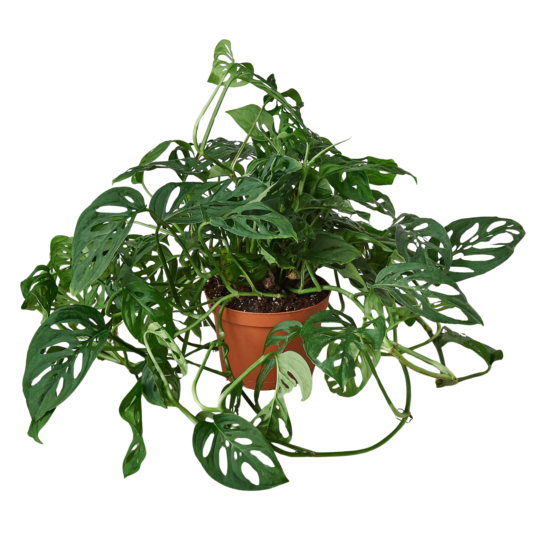 Monstera Adansonii Swiss Cheese indoor plant in terracotta pot with fenestrated leaves on Tampa Home & Garden Store