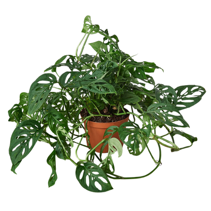 Monstera Adansonii Swiss Cheese indoor plant in terracotta pot with fenestrated leaves on Tampa Home & Garden Store