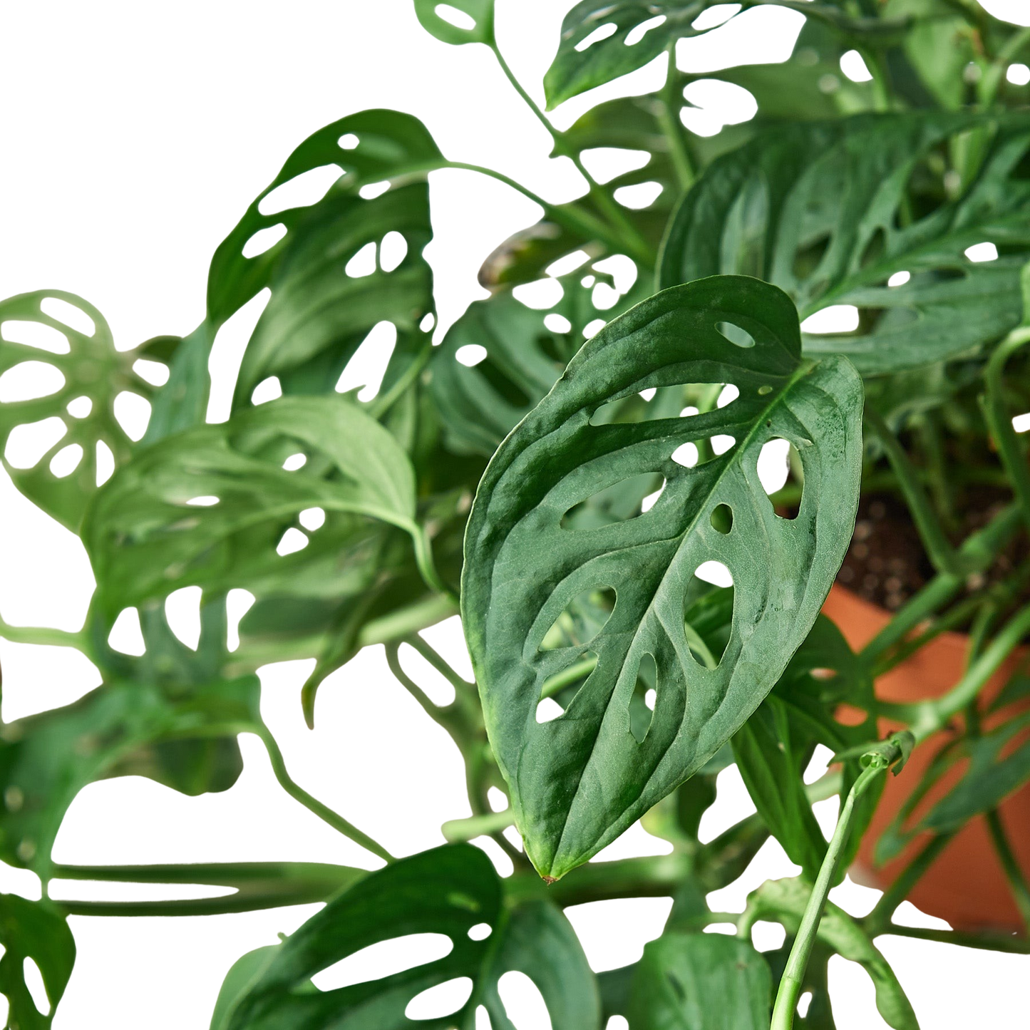 Monstera Adansonii Swiss Cheese plant with perforated green leaves Rooted Treasures Farms on Tampa Home & Garden Store