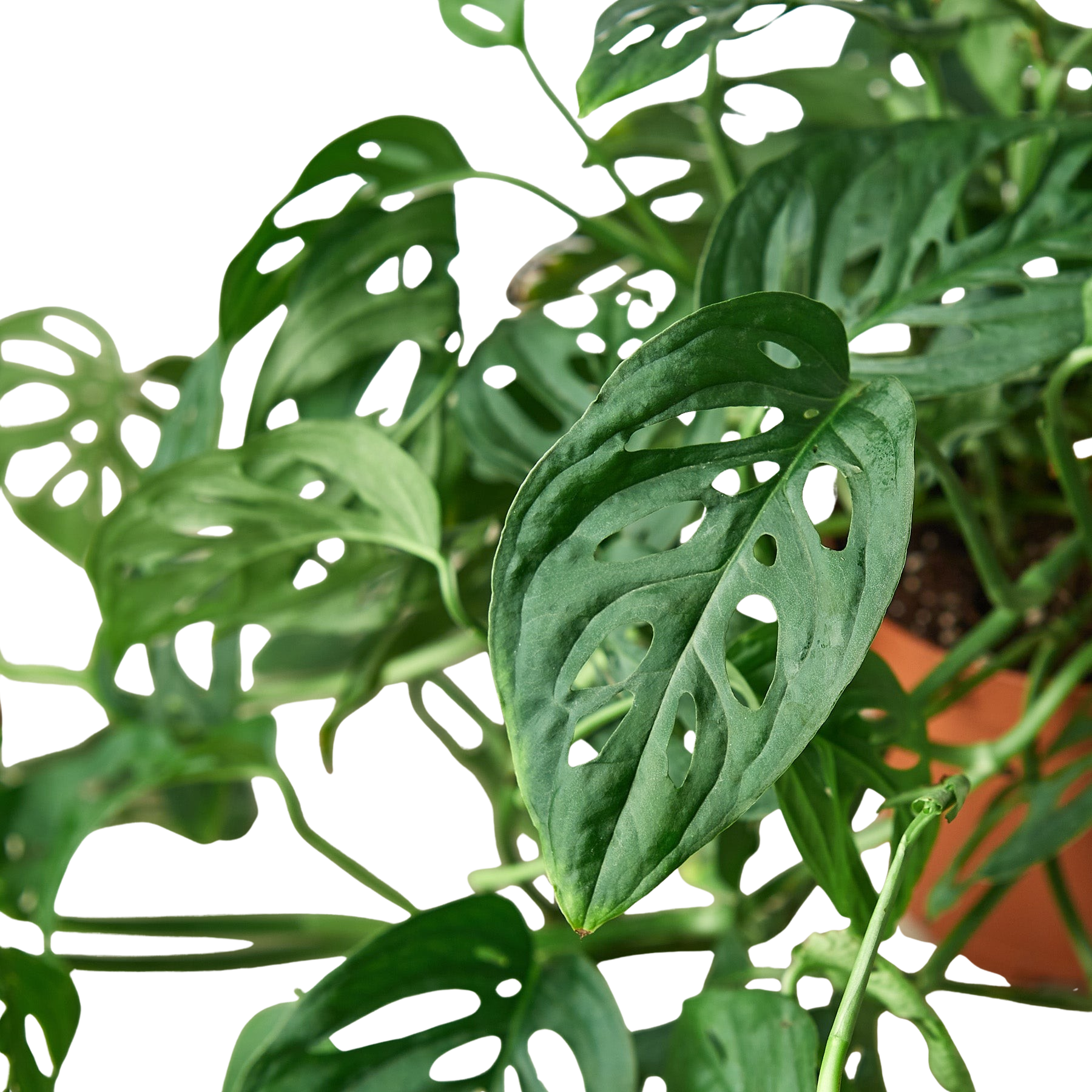 Monstera Adansonii Swiss Cheese plant with perforated green leaves Rooted Treasures Farms on Tampa Home & Garden Store