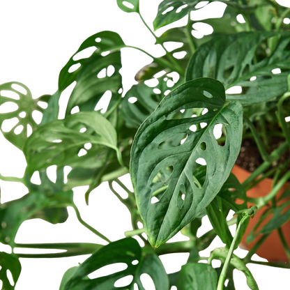 Monstera Adansonii Swiss Cheese plant with perforated green leaves Rooted Treasures Farms on Tampa Home & Garden Store