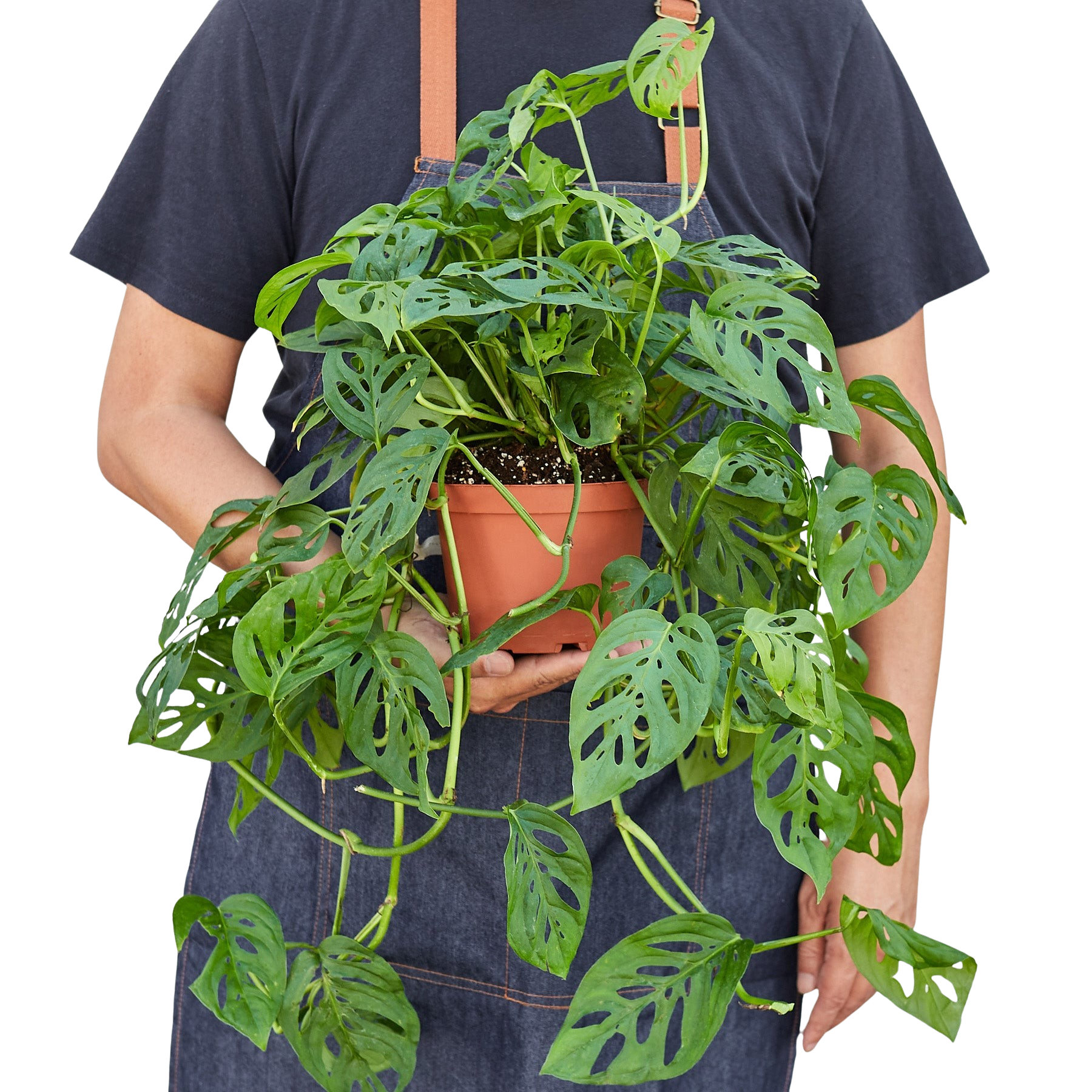 Monstera Adansonii Swiss Cheese plant from Rooted Treasures Farms in terracotta pot on Tampa Home & Garden Store