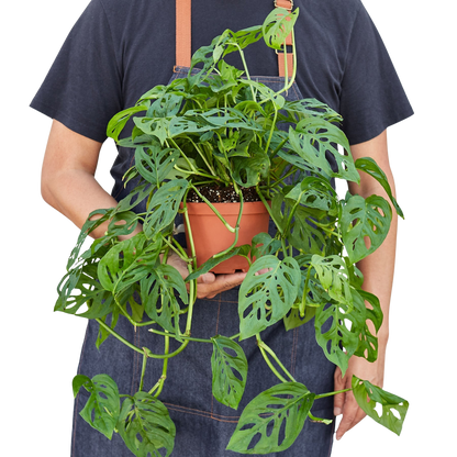 Monstera Adansonii Swiss Cheese plant from Rooted Treasures Farms in terracotta pot on Tampa Home & Garden Store