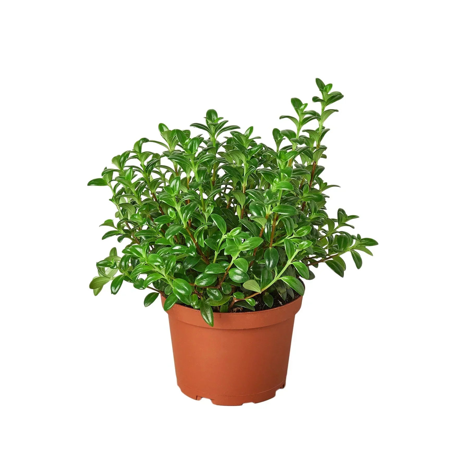 Nemetanthus Candy Corn Plant Brazilian Firecracker glossy green leaves in terracotta pot on Tampa Home & Garden Store