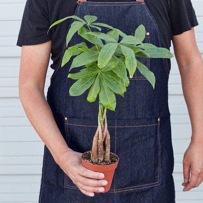 Money Tree Pachira Braid indoor plant with braided trunks and green leaves in a terracotta pot on Tampa Home & Garden Store