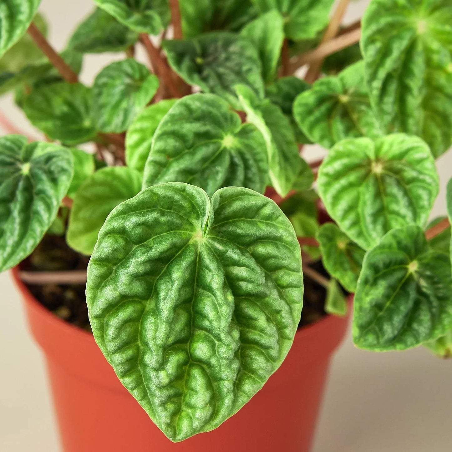 Peperomia Ripple 4 inch plant with glossy green leaves in orange pot Rooted Treasures Farms on Tampa Home & Garden Store