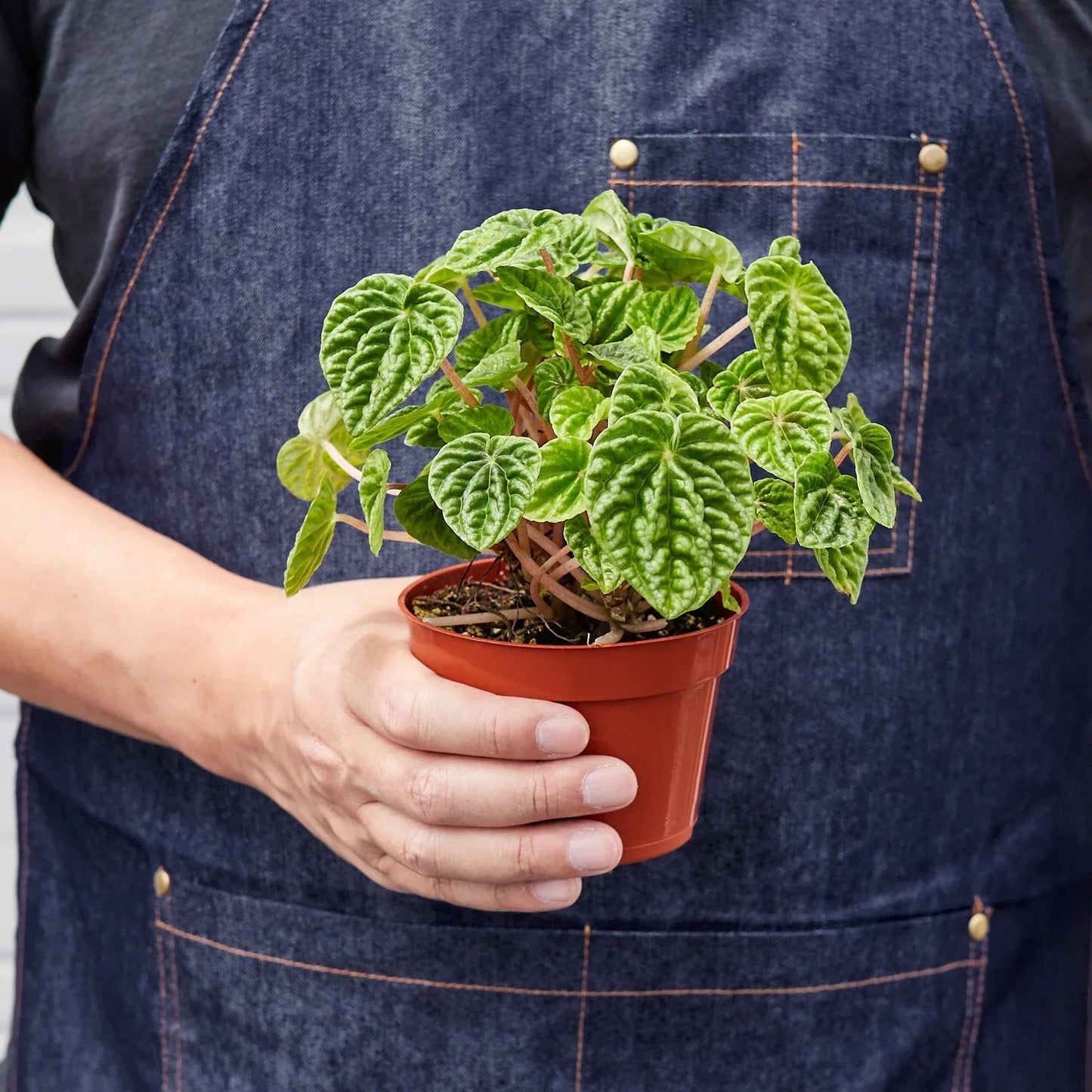 Peperomia Ripple 4in plant in orange plastic pot with green leaves Rooted Treasures Farms on Tampa Home & Garden Store