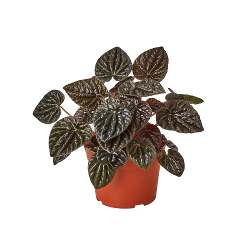 Peperomia Ripple Red 4-inch plant with burgundy leaves Rooted Treasures Farms on Tampa Home & Garden Store