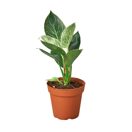 Philodendron Birkin indoor plant with green and white variegated leaves in terracotta pot on Tampa Home & Garden Store