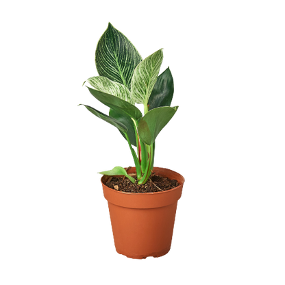 Philodendron Birkin indoor plant with green and white variegated leaves in terracotta pot on Tampa Home & Garden Store