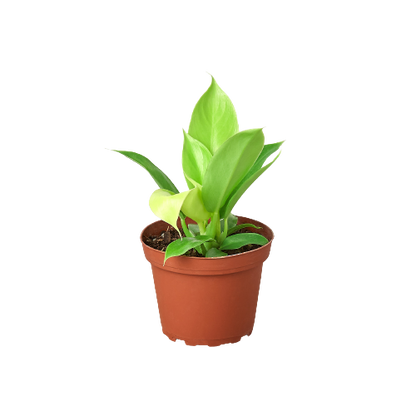 Philodendron Moonlight 4in plant in pot with lime-green leaves Rooted Treasures Farms on Tampa Home & Garden Store