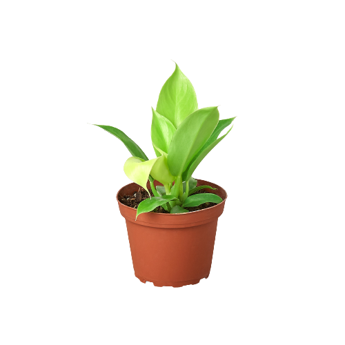 Philodendron Moonlight 4in plant in a lime-green-leaved nursery pot Rooted Treasures Farms on Tampa Home & Garden Store