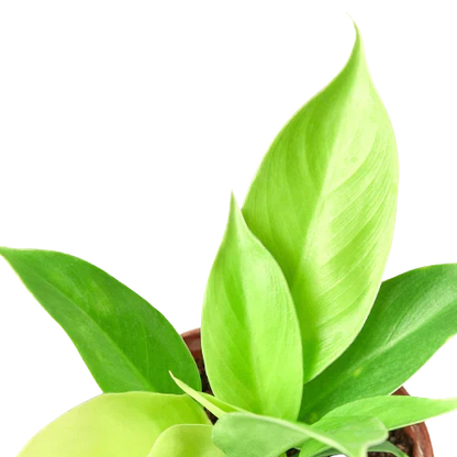 Philodendron Moonlight 4in plant with lime-green leaves in a pot on Tampa Home & Garden Store