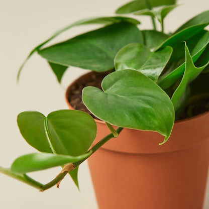 Philodendron Cordatum plant with green leaves in terracotta pot Rooted Treasures Farms on Tampa Home & Garden Store