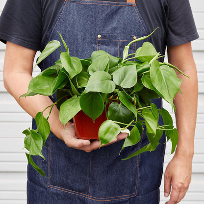 Philodendron Cordatum Heartleaf plant with leaves by Rooted Treasures Farms in terracotta pot on Tampa Home & Garden Store