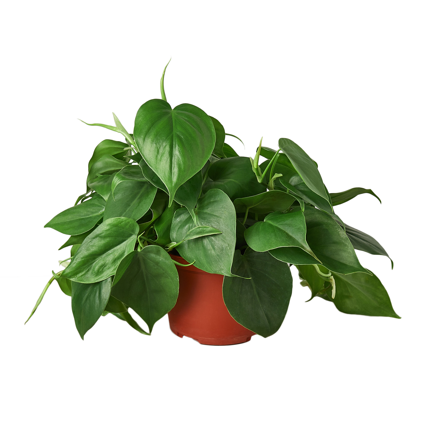 Philodendron Cordatum Heartleaf indoor plant with heart leaves in a red terracotta pot on Tampa Home & Garden Store