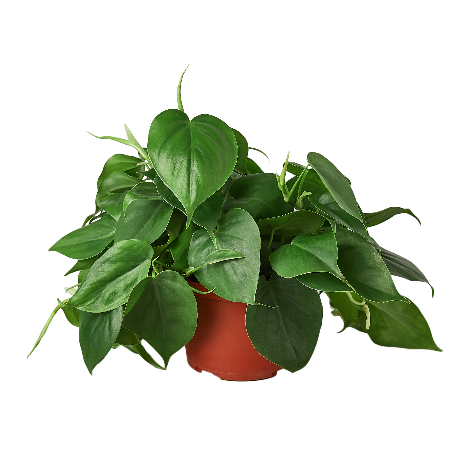 Philodendron Cordatum Heartleaf indoor plant with heart leaves in a red terracotta pot on Tampa Home & Garden Store