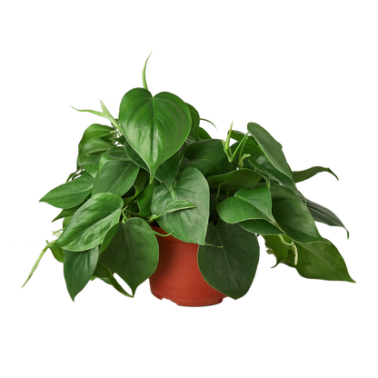 Philodendron Cordatum Heartleaf indoor plant with heart leaves in a red terracotta pot on Tampa Home & Garden Store
