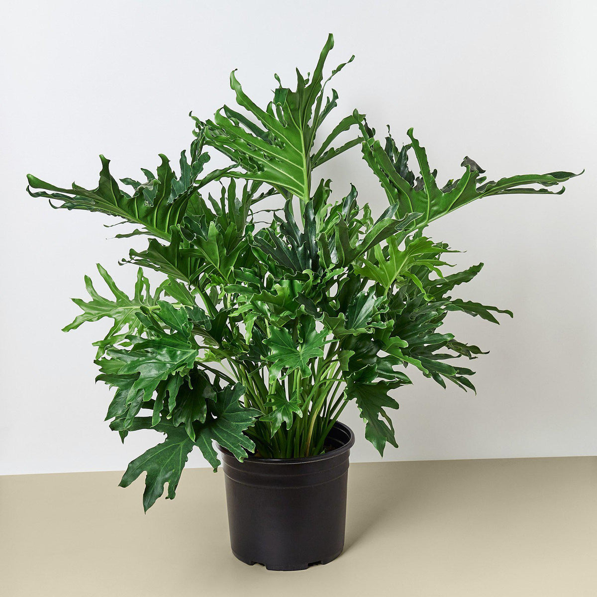 Philodendron Lickety Split indoor plant in an 8-inch pot with lobed green leaves House Plant Shop on Tampa Home & Garden Store