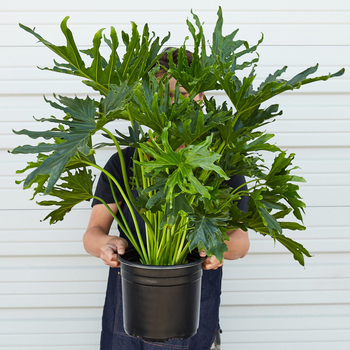 Philodendron 'Lickety Split' indoor plant with green split-leaf foliage in an 8" pot on Tampa Home & Garden Store