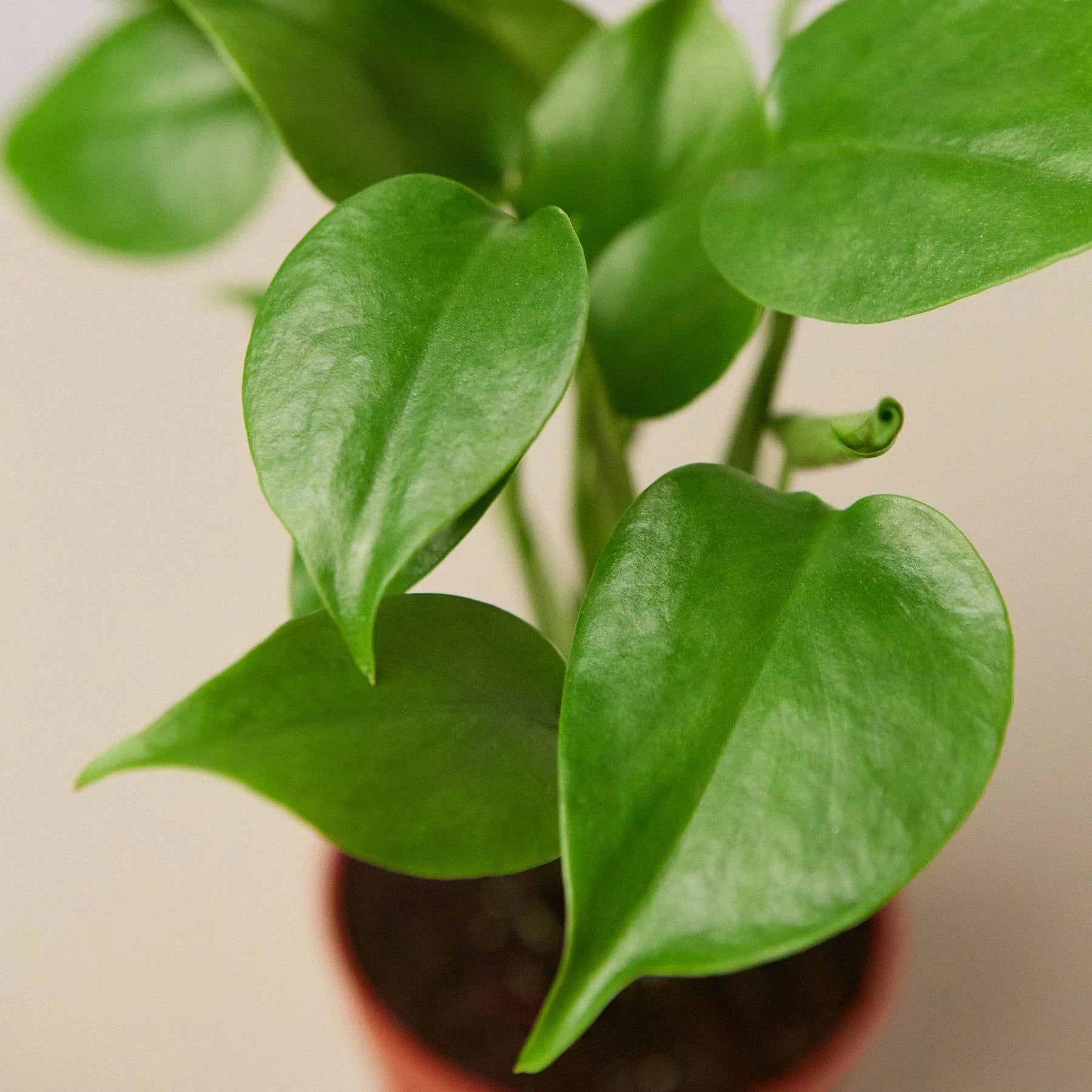 Philodendron Monstera Split-Leaf 4in plant with glossy green leaves Rooted Treasures Farms on Tampa Home & Garden Store
