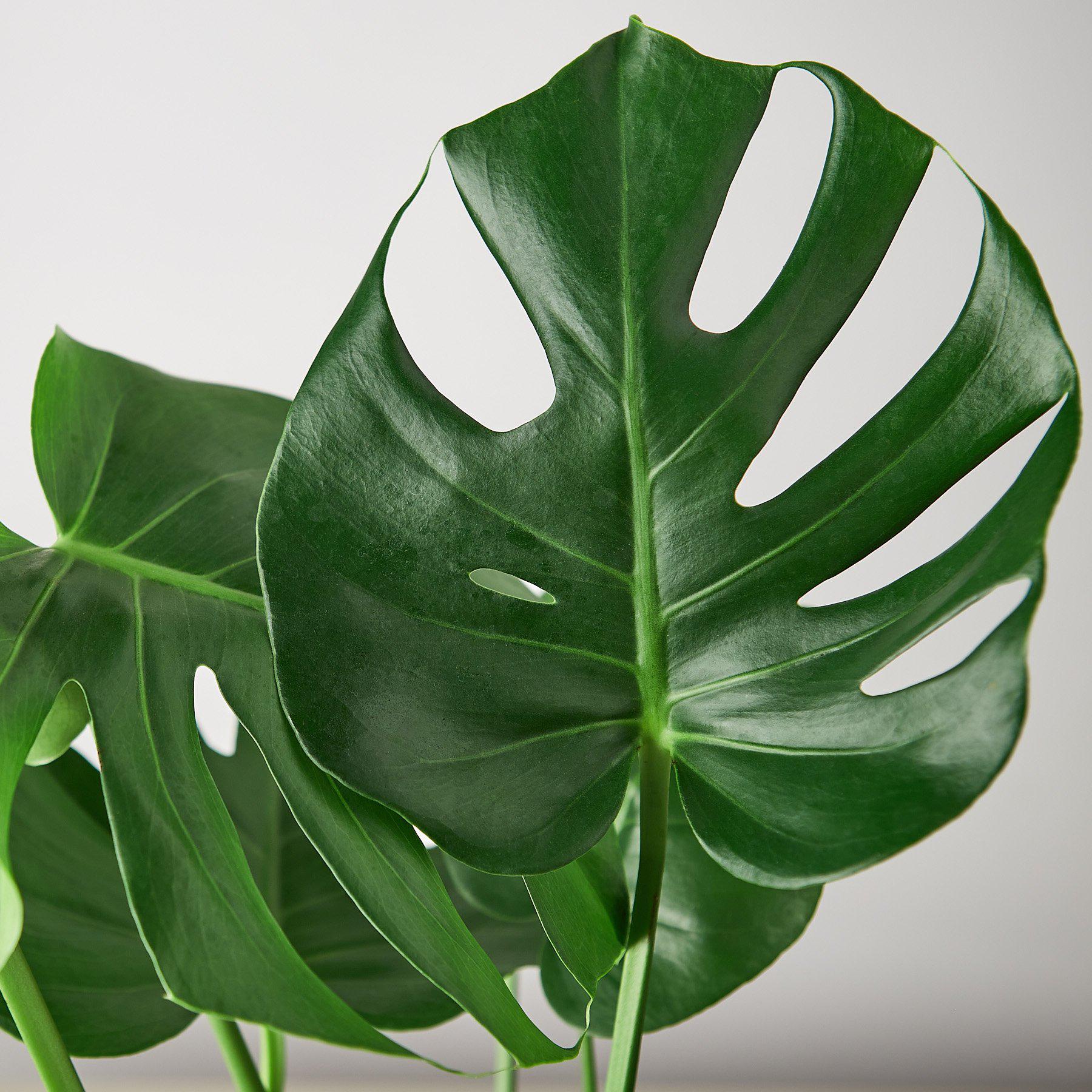 Philodendron Monstera Split-Leaf 4in plant with glossy green leaves Rooted Treasures Farms on Tampa Home & Garden Store