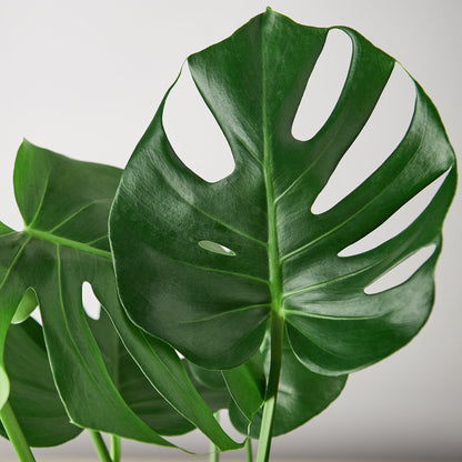 Philodendron Monstera Split-Leaf 4in plant with glossy green leaves Rooted Treasures Farms on Tampa Home & Garden Store