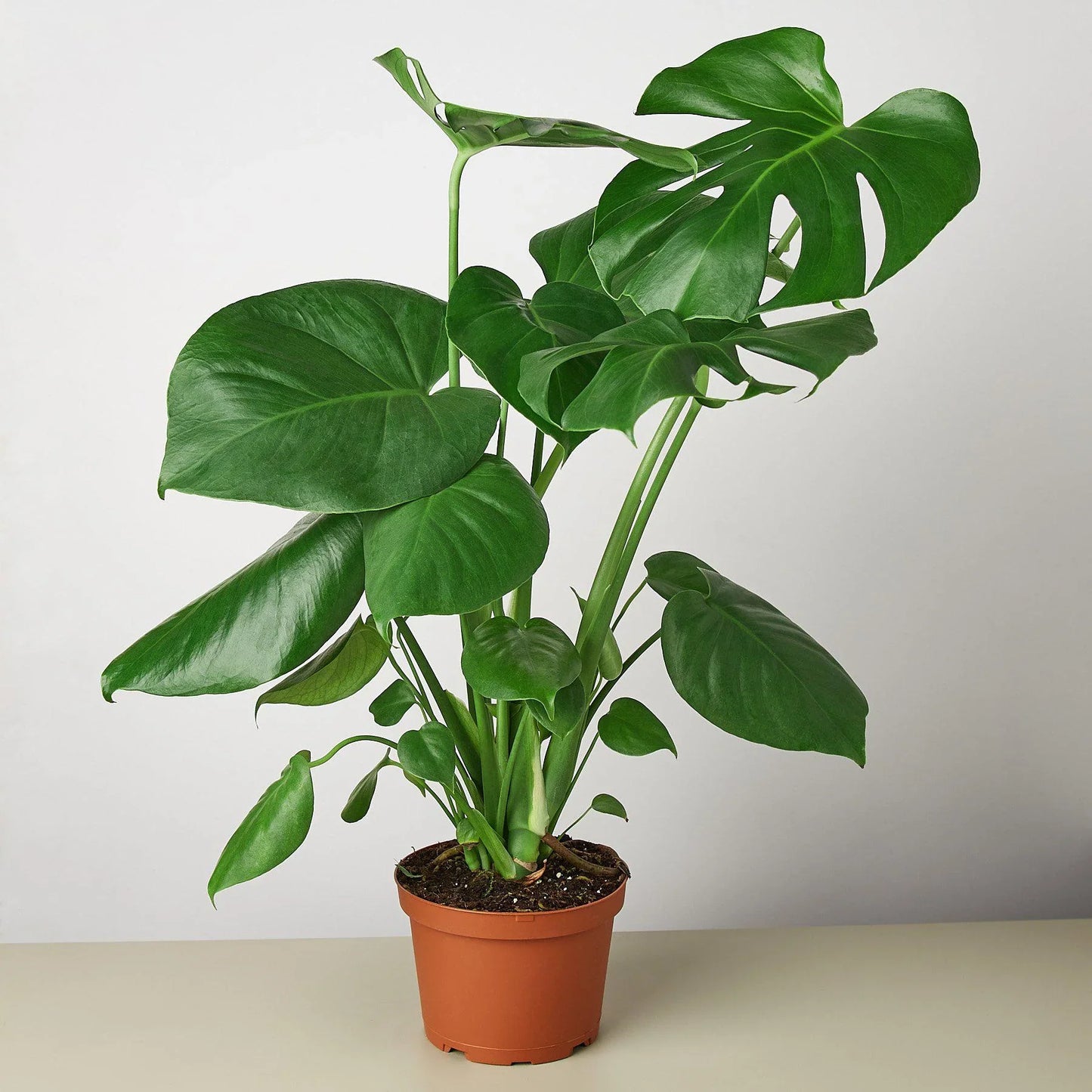 Philodendron Monstera Split-Leaf 4-inch Plant, glossy green leaves, Rooted Treasures Farms on Tampa Home & Garden Store